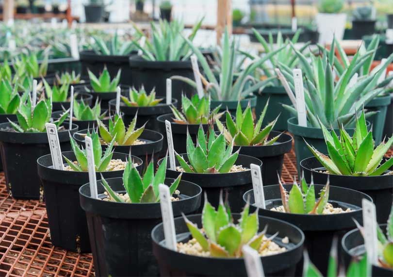 植物の生産・販売